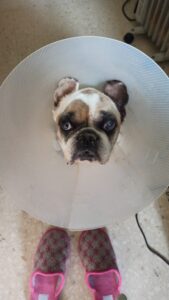 Lola (1)