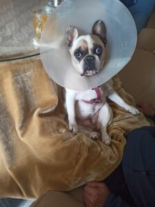 Lola (11)