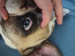 Lola (3)