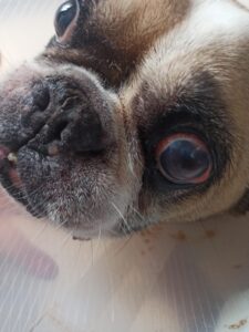 Lola (4)