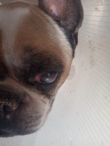 Lola (5)