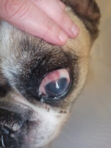 Lola (6)