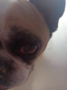 Lola (7)