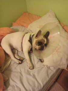 Lola (8)